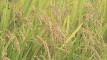 農業産出額2874億円、コメ価格高騰で前年比＋711億円　全国14位　福島