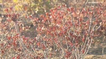 ツツジ再生事業の補助金、余った138万円を詐取か　NPO法人代表の男（69）逮捕　福島