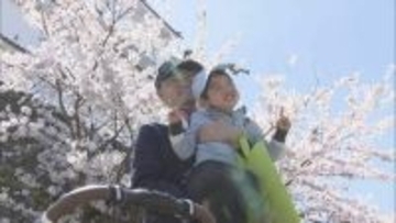 「きれいだね」鶴ヶ城公園のサクラ満開　ソフトクリームも売れ行き上々　福島・会津若松市