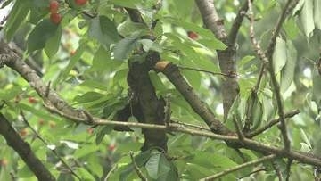 クマはサクランボが「大好き」他のくだものは？効果があるのは“電気柵”