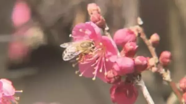 「もうすぐ春だ」早咲きのウメ、2週間早く見頃　いわき市の梅林寺　福島