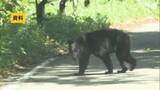 「【クマ出没情報】県道を横断するクマ　柳津町黒沢　18日午前10時すぎ　福島」の画像1