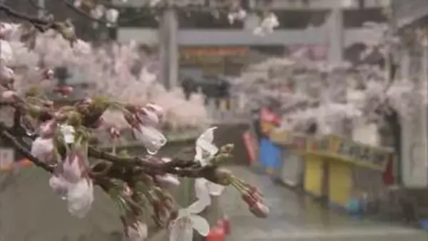 「手袋までしちゃった」花見客も防寒対策…花冷えの一日に　福島