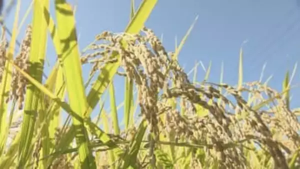 日本酒やコメ人気　県産品の輸出額が過去最高　24年度15億8500万円　福島