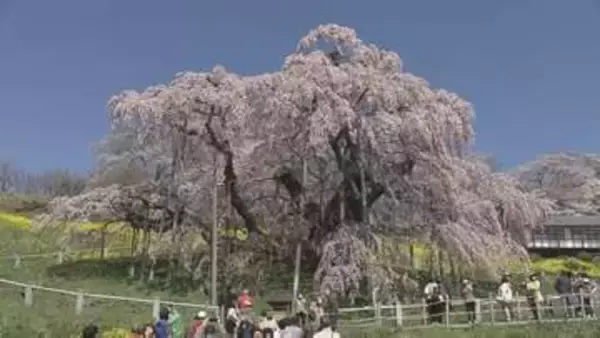 「桜ってこんなにも感動させるんだ」日本三大桜・三春滝桜が満開　福島