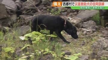 「探せ！」現場のかすかな臭いを頼りに…地震想定、災害救助犬の訓練　福島
