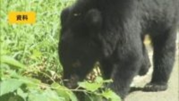 【クマ出没情報】県道を横断する1頭目撃　福島・西郷村熊倉　18日午前10時20分頃