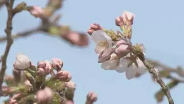 福島市でソメイヨシノ開花　平年と比べ9日・去年より6日早く　福島