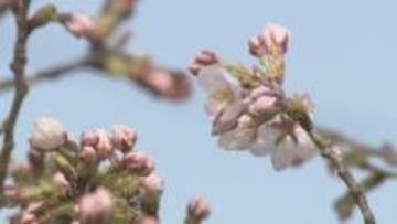 福島市でソメイヨシノ開花　平年と比べ9日・去年より6日早く　福島