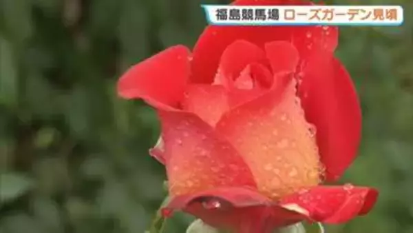 雨に濡れるバラ、色鮮やか　福島競馬場のローズガーデン見頃　福島市