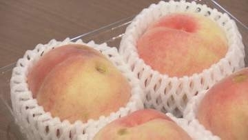 600個が8分で完売　ひょう被害のモモ「あかつき」半値で販売　福島