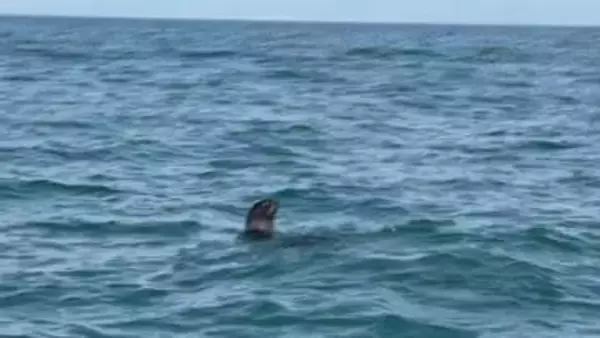 【珍客】富山湾に現れたのはアザラシ？オットセイ？10年に一度の遭遇　北の海から迷い込んだか…富山の猛暑を乗り越えられる？