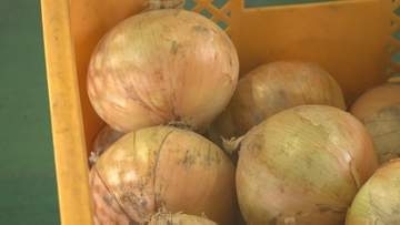 雪の下で甘みマシマシ！富山特産「雪たまねぎ」出荷開始 　去年上回る“最高の出来”に　富山・砺波市