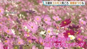 コスモス100万本の花が咲き誇るウォッチング、チューリップの 球根祭りも9日から開催 富山・砺波市