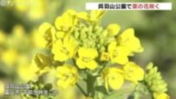 きょうは啓蟄 鮮やかな“菜の花のじゅうたん”が春を告げる 富山市・呉羽山公園