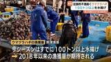 「【8年ぶり】魚津ウマヅラハギが大漁！不漁一転、100トン超えでブランド『如月王』に期待　富山・魚津市」の画像1