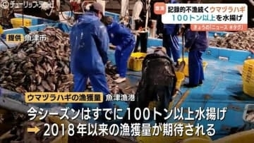 【8年ぶり】魚津ウマヅラハギが大漁！不漁一転、100トン超えでブランド『如月王』に期待　富山・魚津市