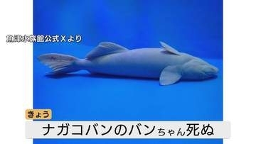 「嘘だと言って…」魚津水族館のアイドル “丸太のようなナガコバン” バンちゃん急死　SNSで大バズりの愛らしい姿、飼育員の涙…富山・魚津市