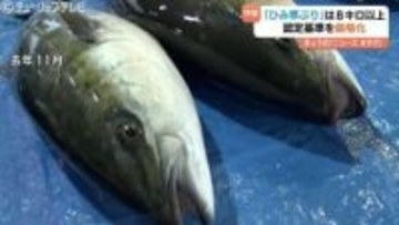 ”富山湾の王者”シーズンはすぐそこ　ブランド強化へ「ひみ寒ぶり」の認定基準を厳格化　7キロ以上から8キロ以上へ　富山・氷見市