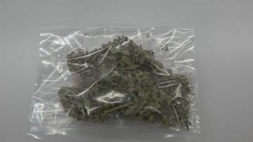 「栽培しているつもりはなかった」畑で大麻草31株栽培か　38歳自称・作家の男を逮捕　富山・魚津市