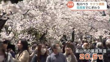 富山市の「松川べり」のサクラ満開 　”花金”で花見客がいっぱい　春の日差しのもとサクラに酔いしれる