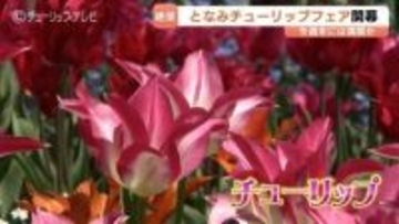 350万本の彩り「2026となみチューリップフェア」開幕　ハートの大花壇、新設オブジェなど、GWまで楽しめる花の祭典　富山・砺波市