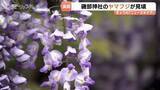 「樹齢250年が彩る薄紫の世界…磯部神社のヤマフジ見ごろ　雨上がりに輝く天然記念物の絶景と甘い匂い　富山・氷見市」の画像1