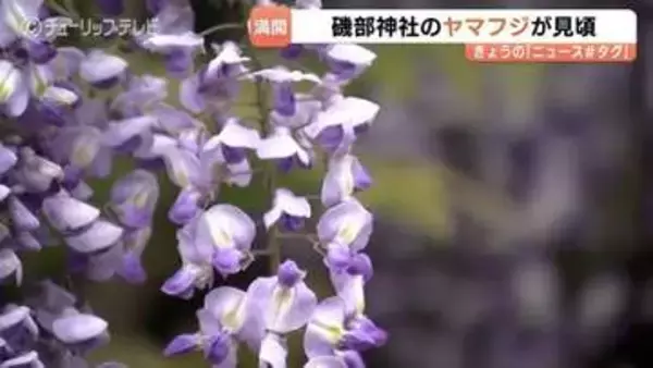樹齢250年が彩る薄紫の世界…磯部神社のヤマフジ見ごろ　雨上がりに輝く天然記念物の絶景と甘い匂い　富山・氷見市