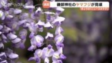 樹齢250年が彩る薄紫の世界…磯部神社のヤマフジ見ごろ　雨上がりに輝く天然記念物の絶景と甘い匂い　富山・氷見市