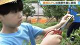 「日本最北端のミカン産地で「灘浦みかん」の摘果作業！今年は天候に恵まれ甘みが強く豊作へ…地元の小学生10人が間引きに挑戦　富山・氷見市」の画像1