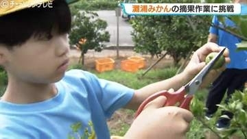 日本最北端のミカン産地で「灘浦みかん」の摘果作業！今年は天候に恵まれ甘みが強く豊作へ…地元の小学生10人が間引きに挑戦　富山・氷見市