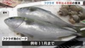 富山湾でブリの幼魚「フクラギ」が豊漁　9月は平年の4倍の漁獲　あの ”富山湾の宝石”も平年並みに