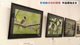 「絶滅危惧種「ツクシガモ」など野鳥作品写真展始まる 富山県民会館」の画像1