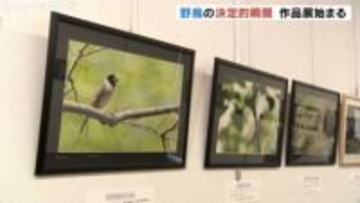 絶滅危惧種「ツクシガモ」など野鳥作品写真展始まる 富山県民会館