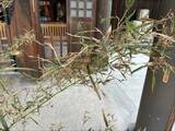 「“吉兆もたらす”竹の花が開花　咲くのは120年に一度　射水神社の参道で発見　1週間程度公開　富山・高岡市」の画像1