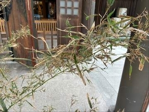 “吉兆もたらす”竹の花が開花　咲くのは120年に一度　射水神社の参道で発見　1週間程度公開　富山・高岡市
