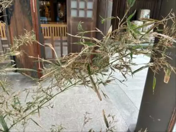 “吉兆もたらす”竹の花が開花　咲くのは120年に一度　射水神社の参道で発見　1週間程度公開　富山・高岡市