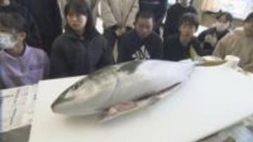 「コリコリしてうまい」朝とれた寒ブリを目の前で解体　児童18人が堪能　富山・氷見市