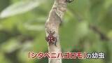 「果樹襲う赤カメムシ「シタベニハゴロモ」　100種以上の植物を害するおそれ　河川敷で大量発生　専門家に聞く正しい駆除方法　富山」の画像1