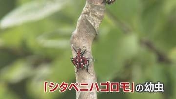 果樹襲う赤カメムシ「シタベニハゴロモ」　100種以上の植物を害するおそれ　河川敷で大量発生　専門家に聞く正しい駆除方法　富山