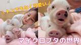「“トンでもない” 可愛さ！「ブタカフェ」が北陸に誕生 ブタ大好きアナウンサーが体験リポ ぺット人気が高まるマイクロブタの魅力とは？」の画像1
