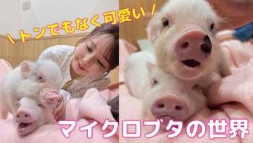 “トンでもない” 可愛さ！「ブタカフェ」が北陸に誕生 ブタ大好きアナウンサーが体験リポ ぺット人気が高まるマイクロブタの魅力とは？
