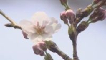 富山でサクラの開花宣言　職員が目視でソメイヨシノの開花を確認　桜の見ごろ間近　富山地方気象台
