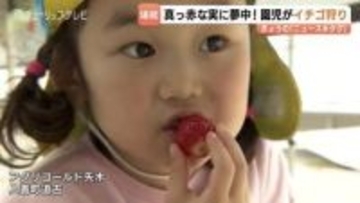 イチゴ892個食べた？園児が真っ赤なイチゴに夢中...高温傾向で甘み増す　アグリゴールド矢木で甘さ際立つ3品種を収穫体験　富山・入善町