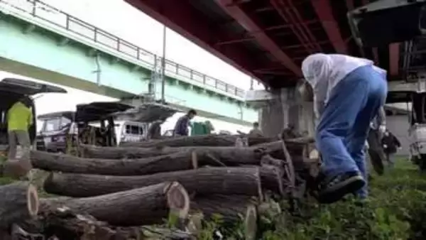 “丸太の無償配布” に長蛇の列…伐採の樹木1000本が1時間で終了！薪ストーブユーザーは「灯油高騰でありがたい」富山・射水市