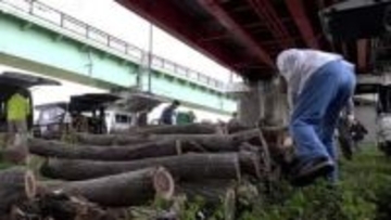 “丸太の無償配布” に長蛇の列…伐採の樹木1000本が1時間で終了！薪ストーブユーザーは「灯油高騰でありがたい」富山・射水市