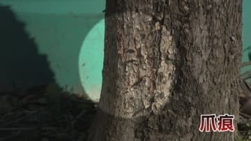 富山県のクマ出没、過去最多ペースの650件超える…富山市婦中町の住宅街に連日痕跡、近くの中学校も対策を強化