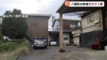 富山市八尾町の牧場にクマ1頭　緊急銃猟の態勢とるもその後解除　南砺市ではメスの成獣1頭が駆除