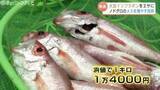 「高級魚ノドグロが身近に？大豆イソフラボンで“メス”増やす技術開発に成功　富山県水産研究所の画期的な挑戦」の画像1