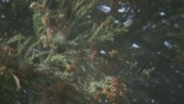 スギ花粉シーズン入りを発表【富山県】去年より5日早く 平年より多い飛散量 4,900個の見込み…4月上旬まで要注意